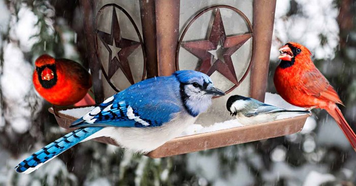 Blue Jay and Cardinals at a snowy bird feeder