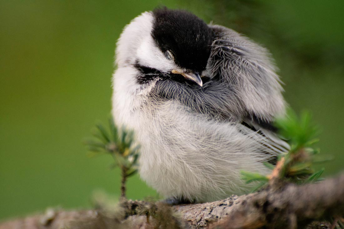 A young chickadee sleeping on a branch.
