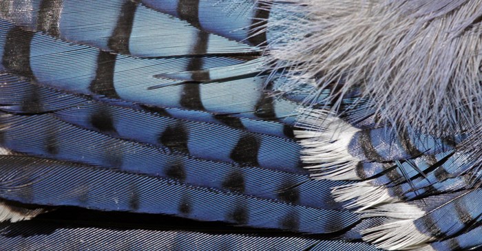 What Do Feathers Do Lyric Wild Bird Food