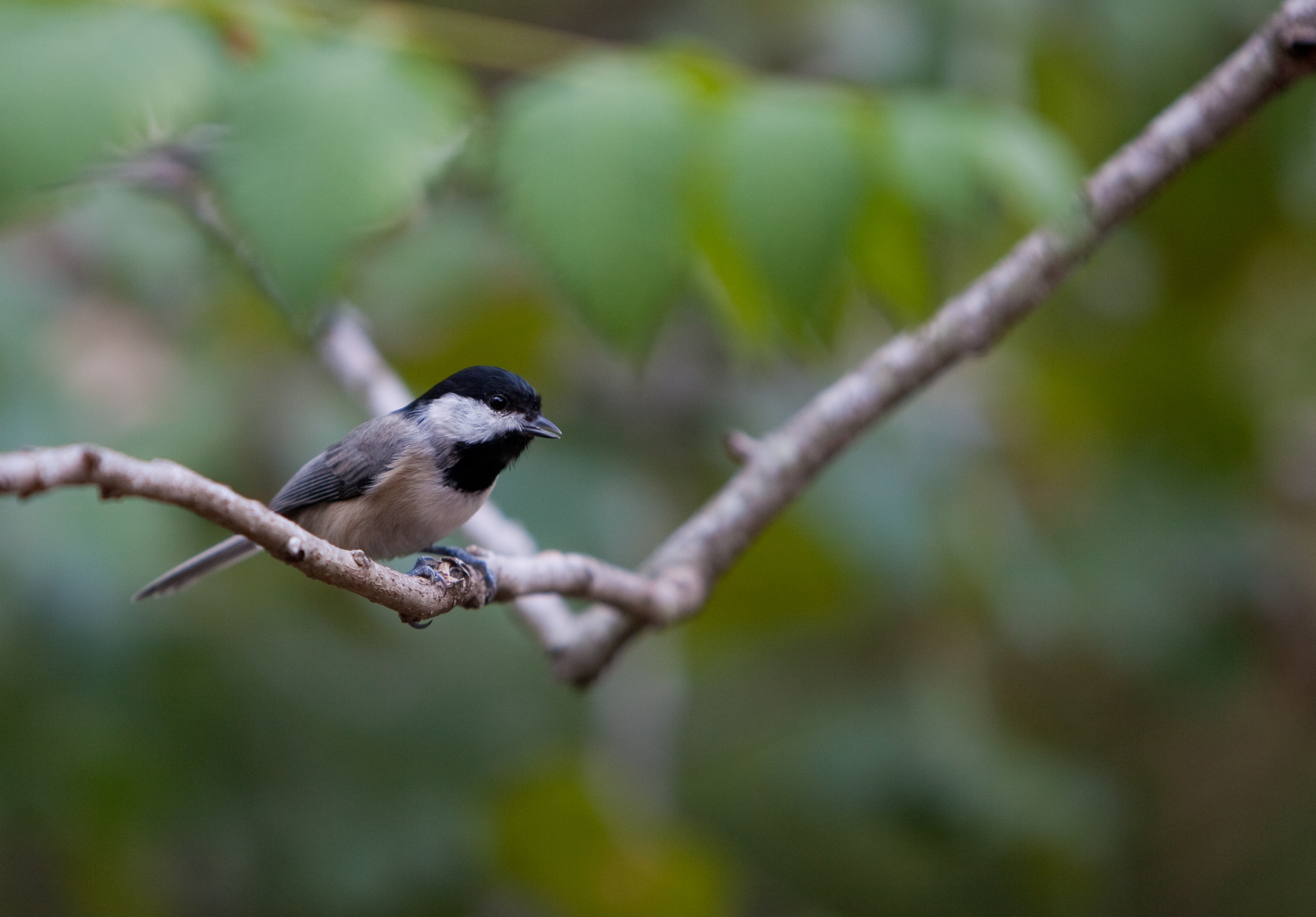 What Beak Shape Reveals About a Bird's Diet | Lyric Wild Bird Food