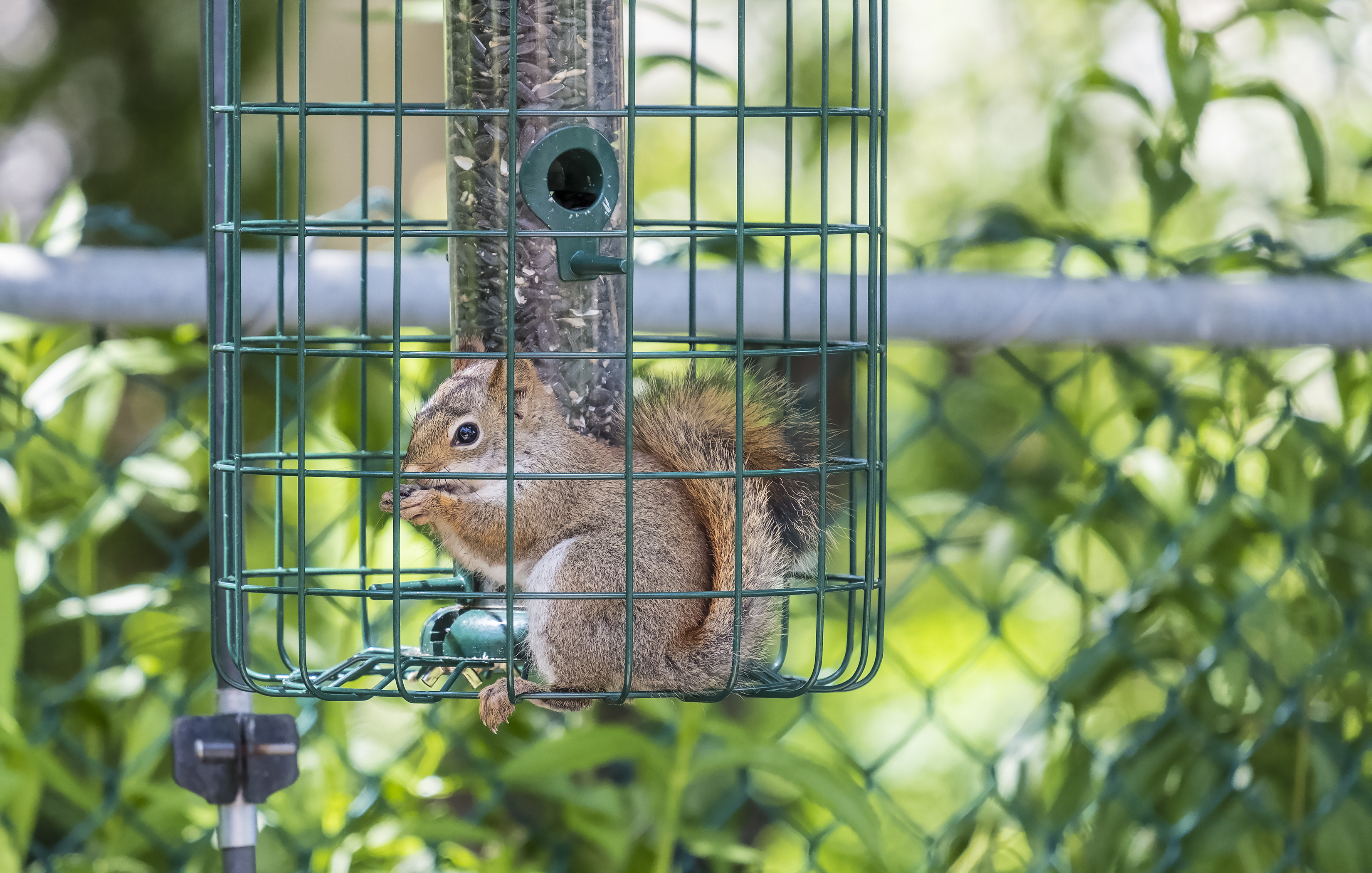 bird feeder cage keeps squirrels out