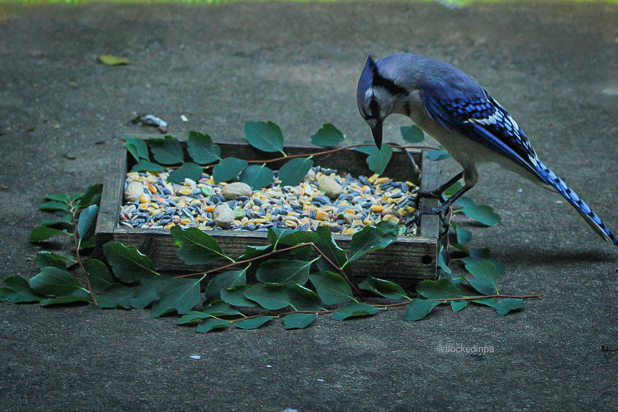 Blue Jay eating Lyric's Wildlife Mix (raw peanuts not included) / 📷 @flockedinpa