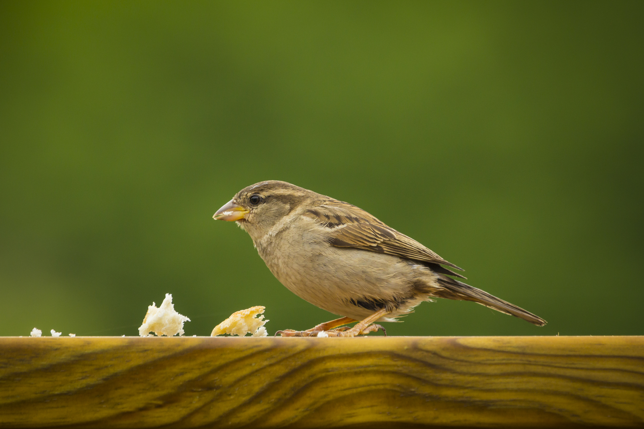 oregano and garlic oil for pigeons