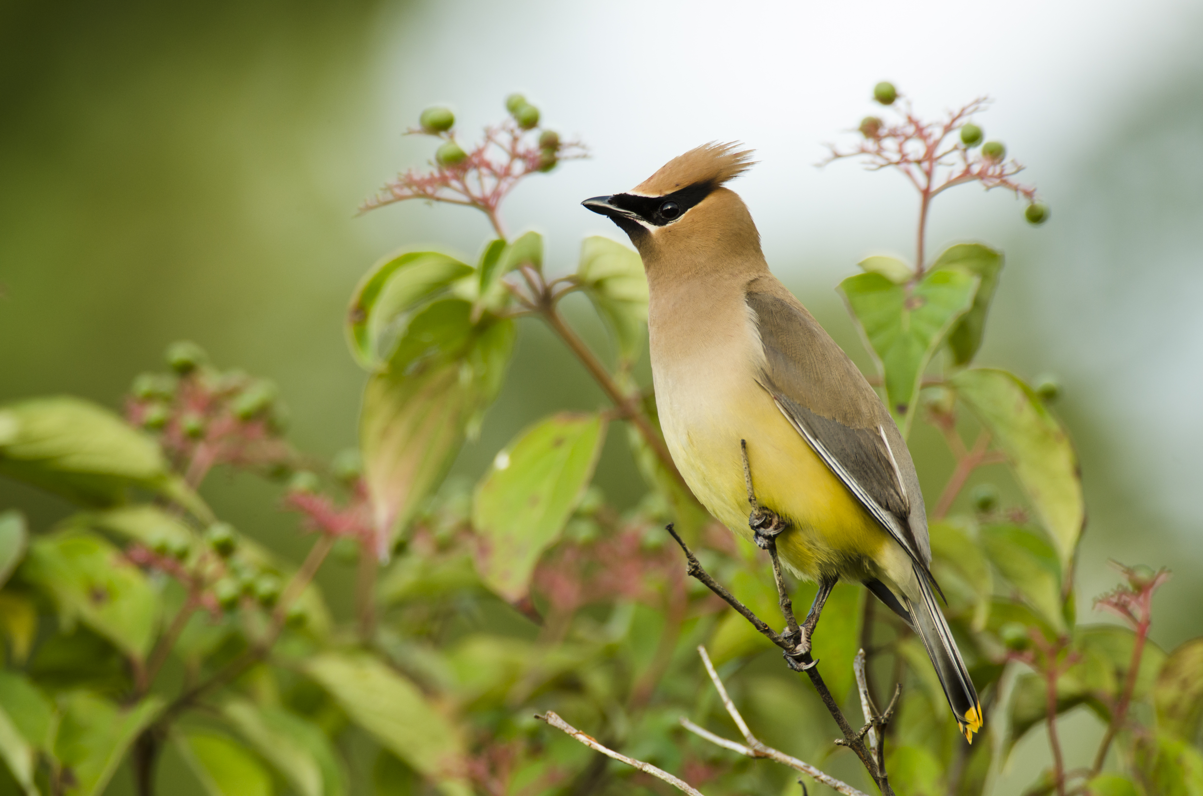 Cedar Waxwing perched in a dogwood shrub