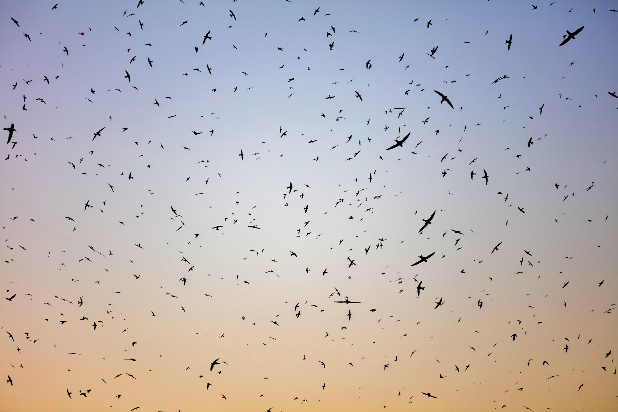 Flock of birds. Swifts arrived / Evgeny555 / iStock / Getty Images Plus
