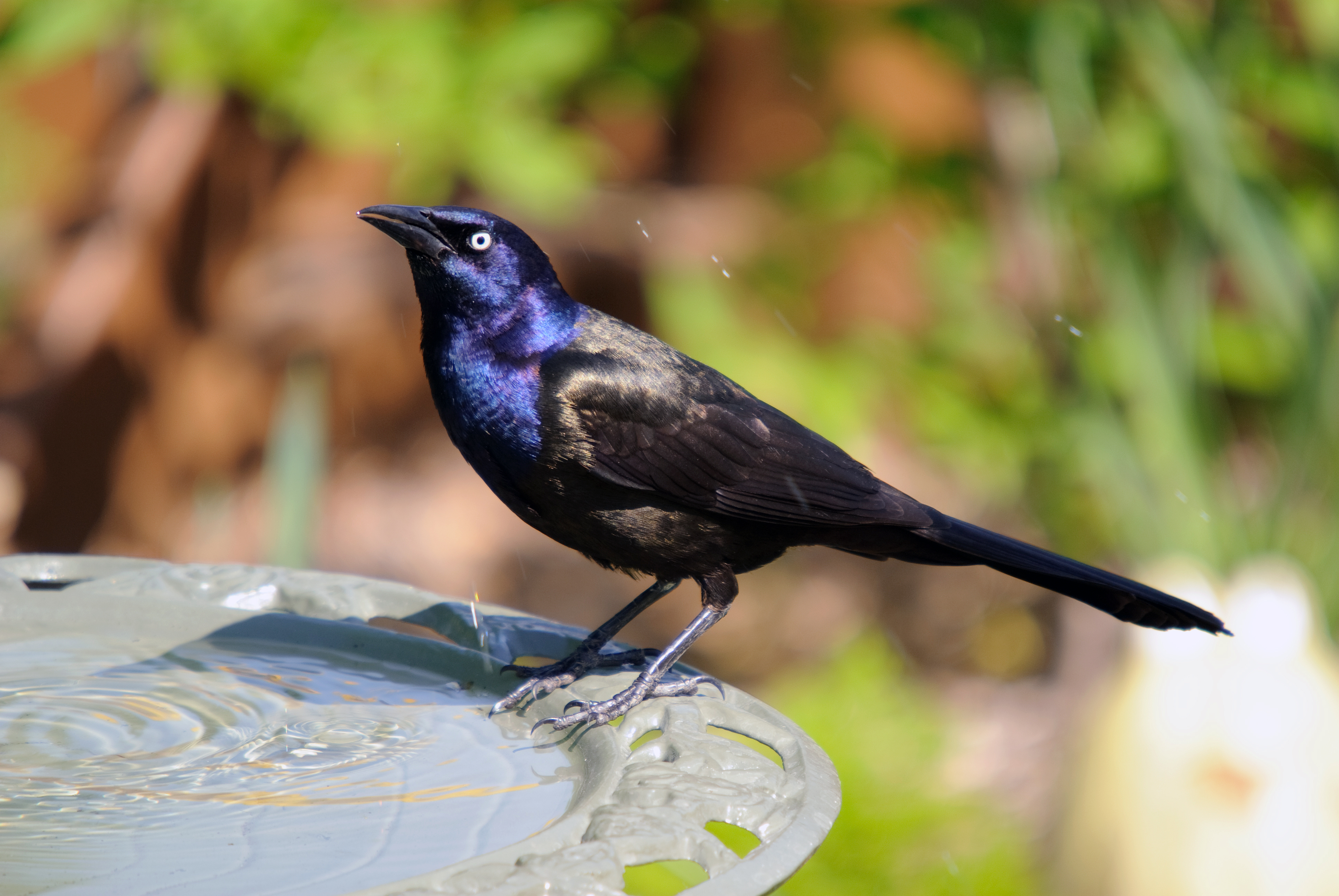 The Common Grackle sports iridescent feathers