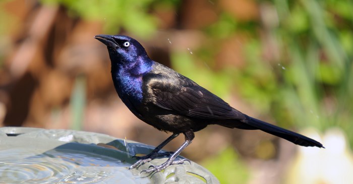 The Common Grackle sports iridescent feathers