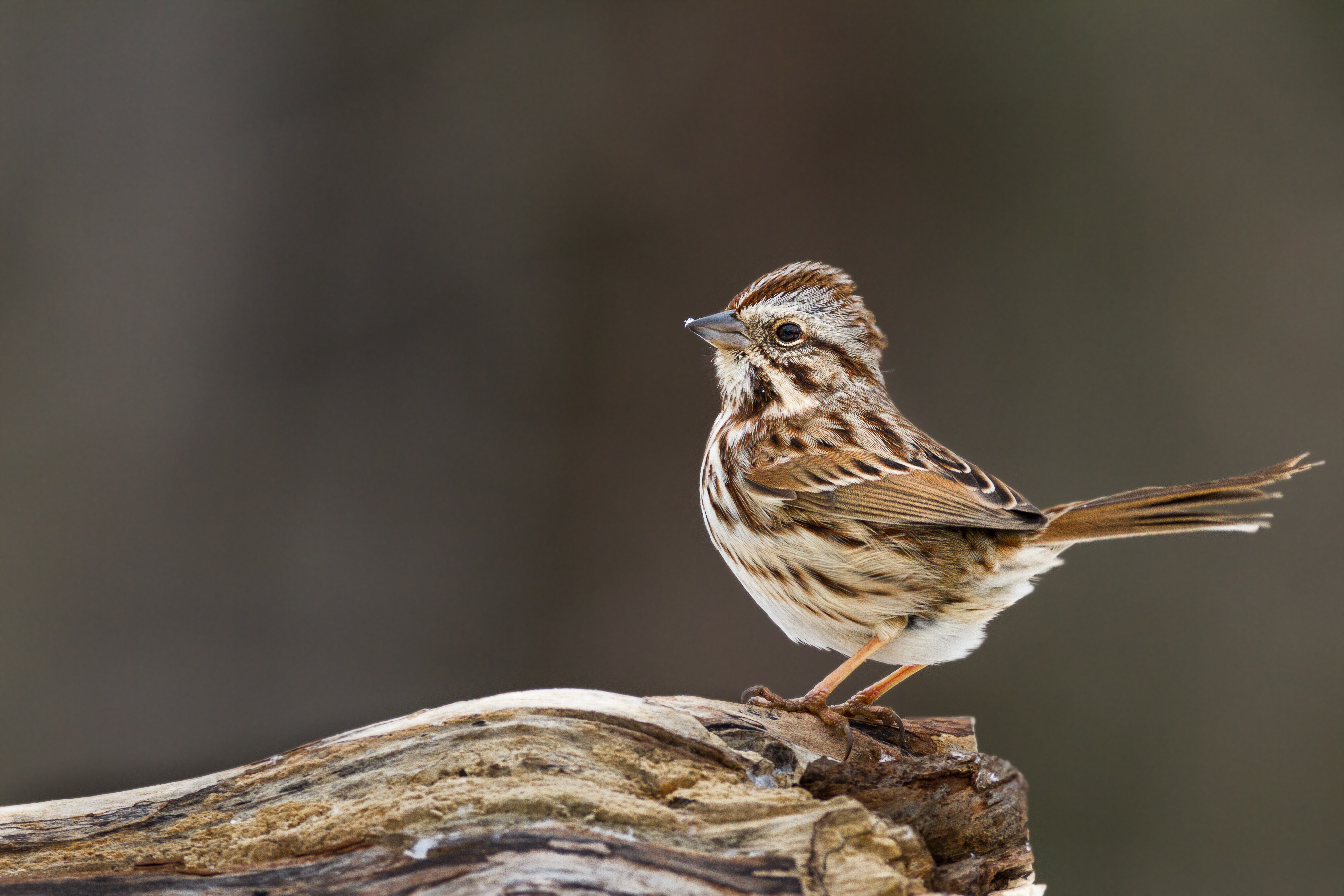 Song Sparrow | Lyric Wild Bird Food