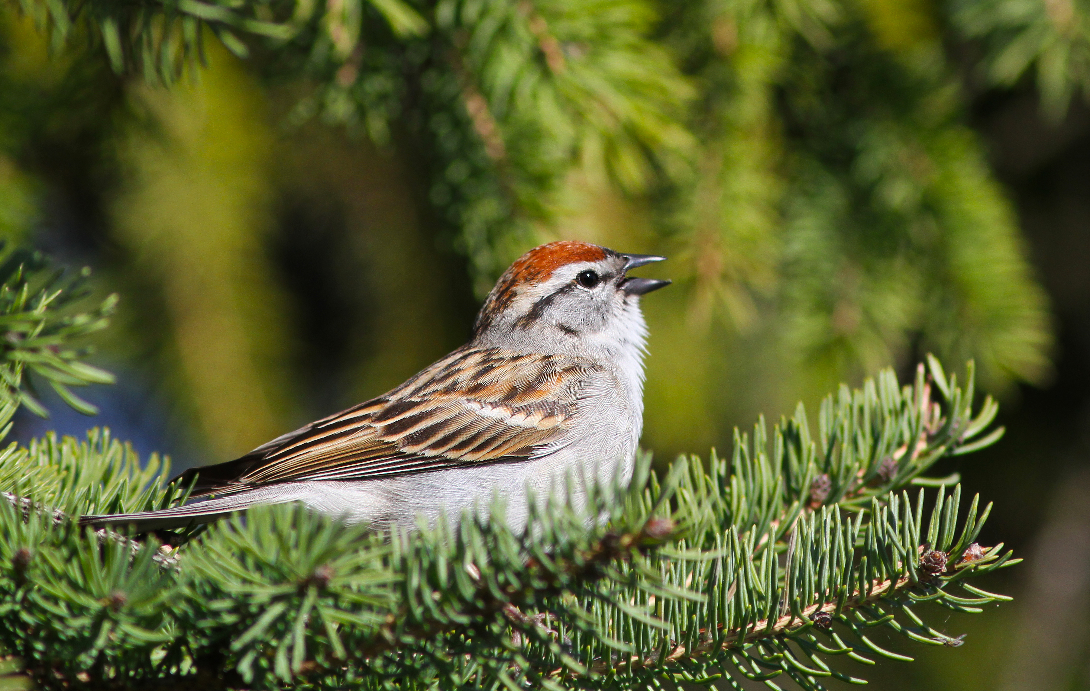 chipping sparrow diet