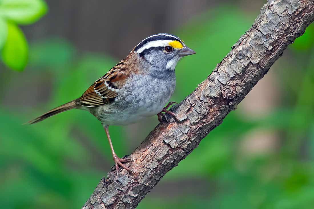 white throated sparrow food