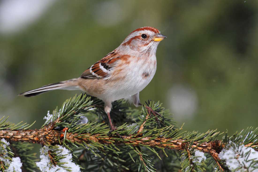 The American Tree Sparrow | Lyric Wild Bird Food