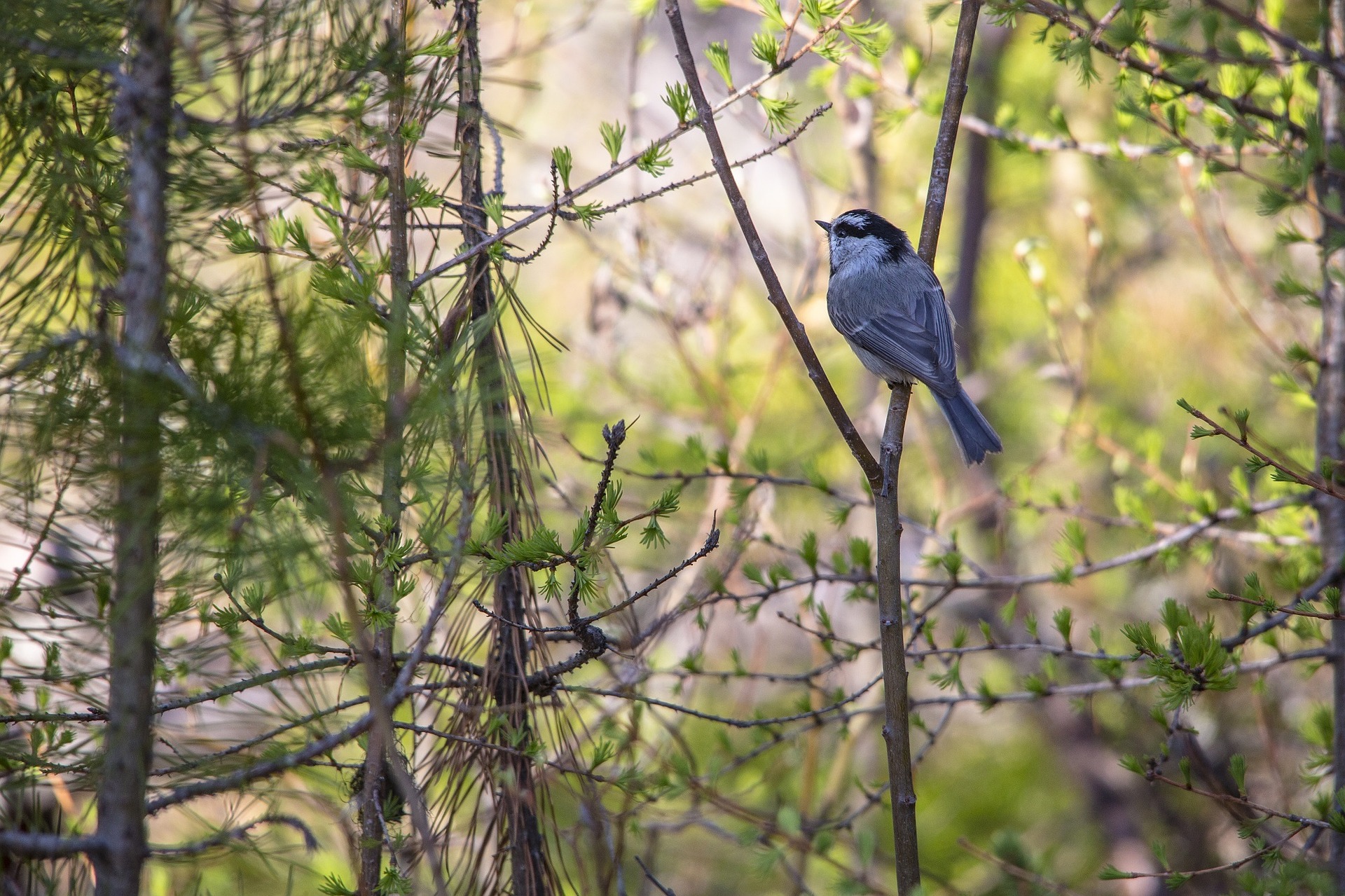 bird call that sounds like cheeseburger