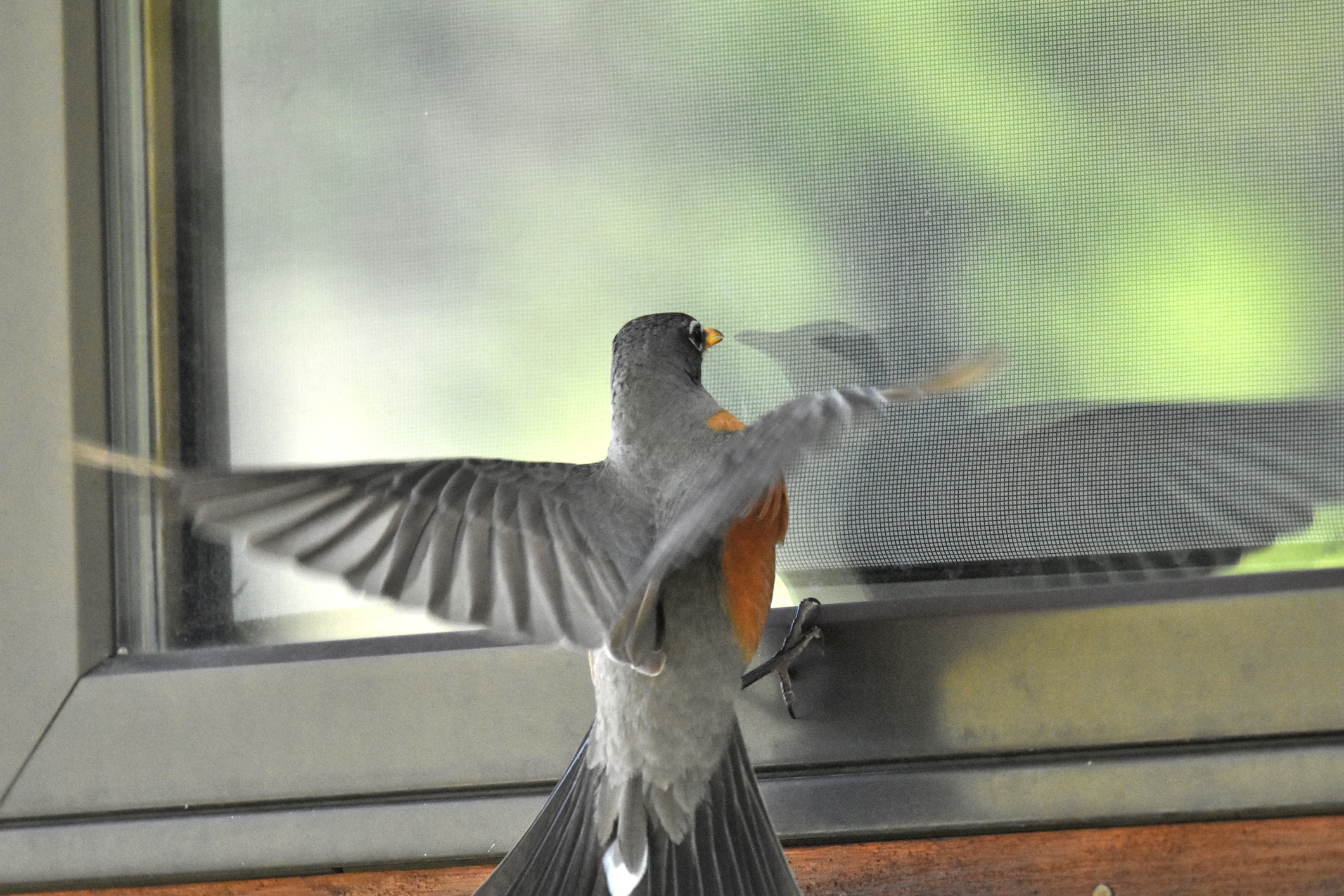 How to Stop Birds from Crashing Into Your Windows Lyric Wild Bird Food