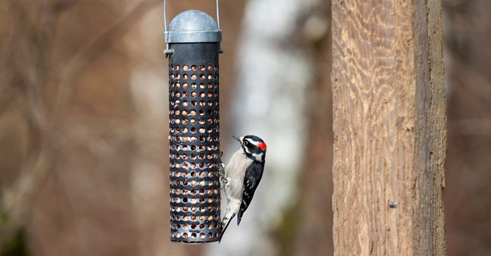 Male Downy Woodpecker at bird feeder