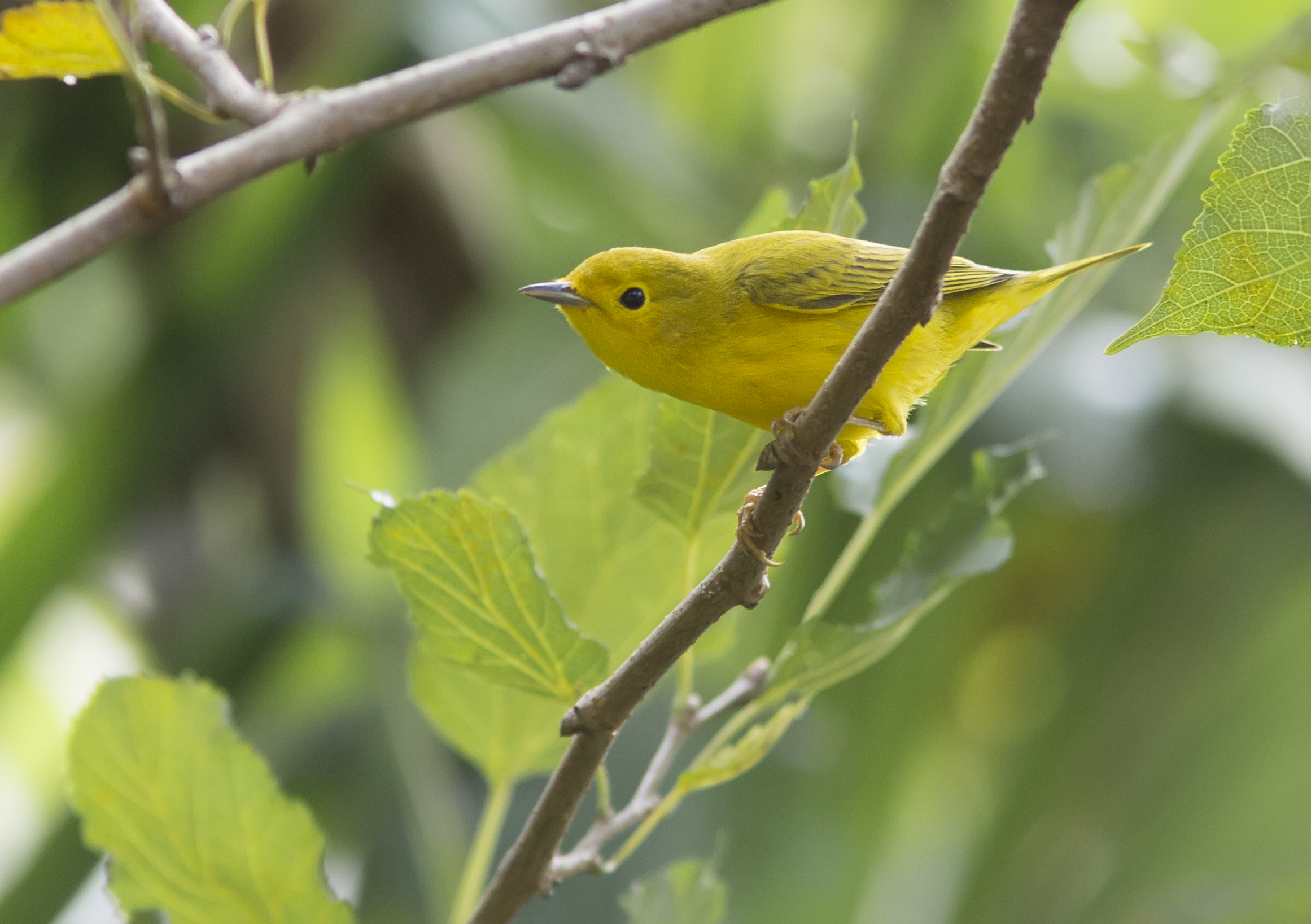 Female Yellow Warbler (Northern)