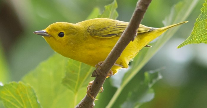 Female Yellow Warbler (Northern)