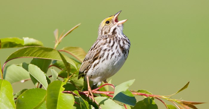 Singing Savannah Sparrow