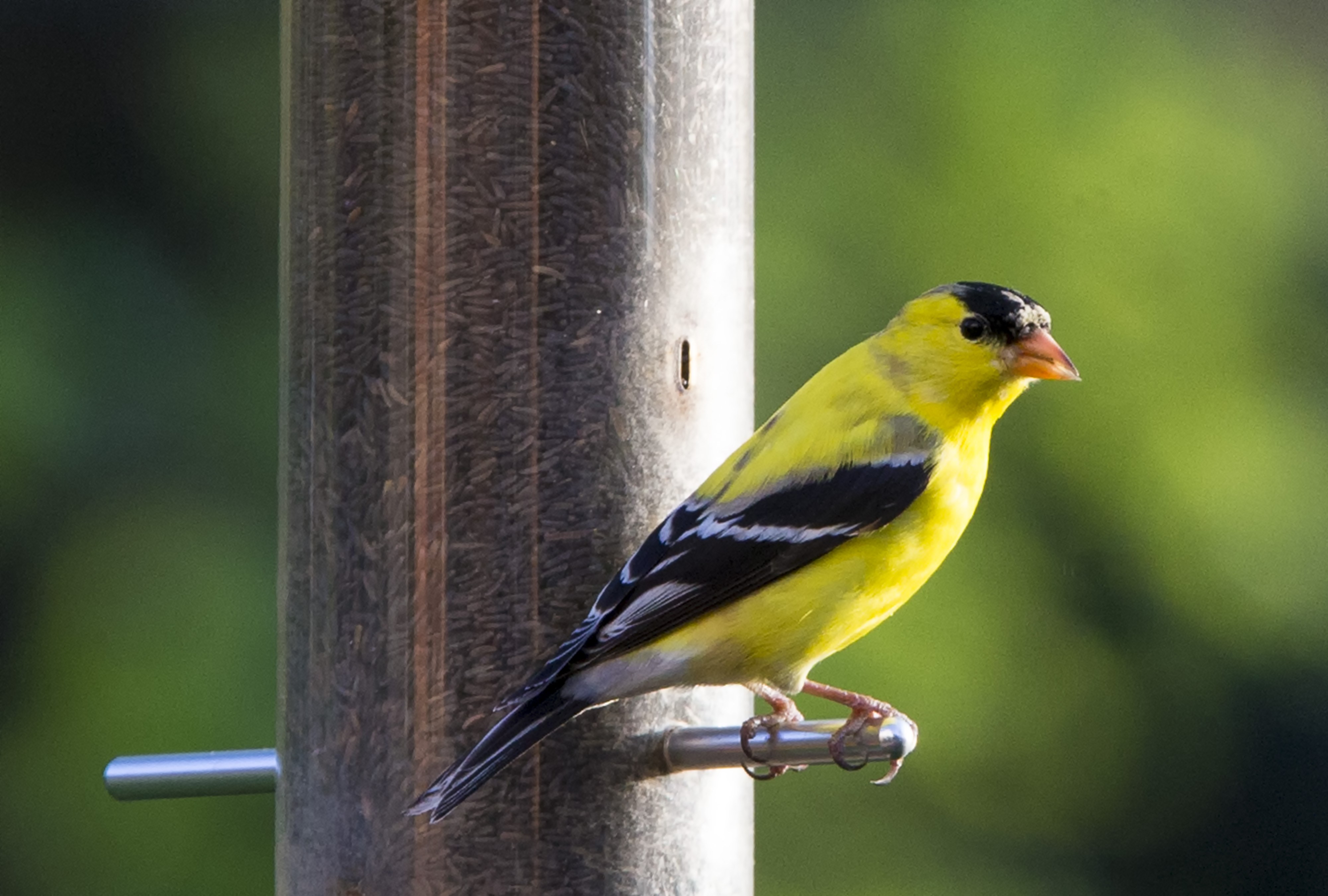 nyjer seed attracts which birds