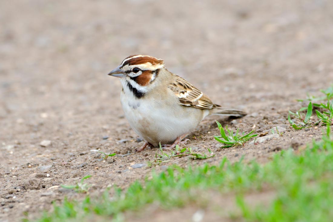 birds eat grass