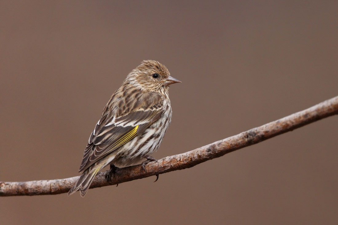 pine siskin food