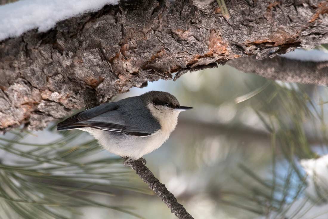 Pygmy Nuthatch on a pine branch.