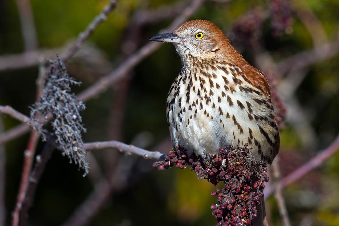 A brown outlet thrasher