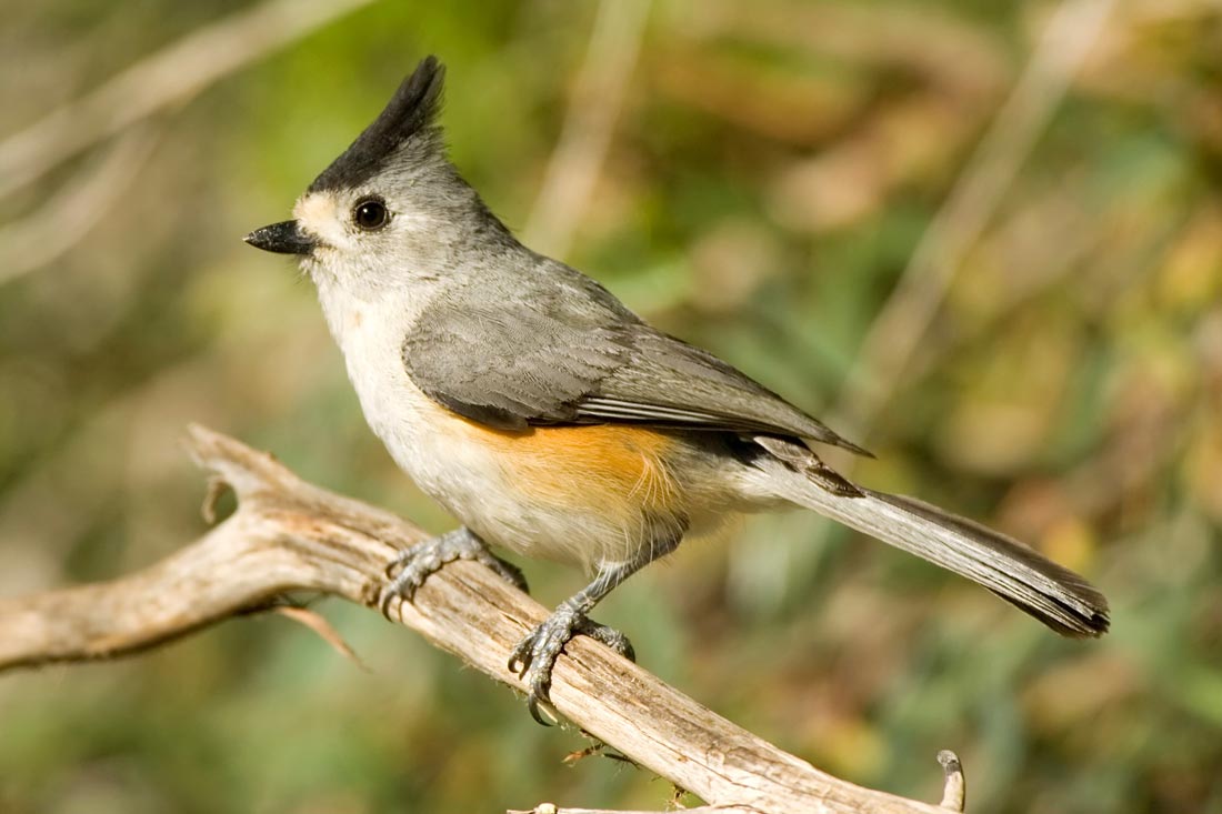 Black-crested Titmouse