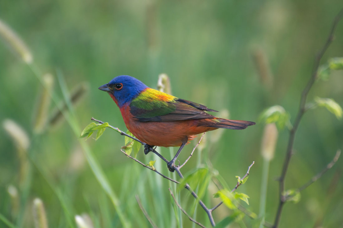 Can Migrating Birds Get Lost? | Lyric Wild Bird Food