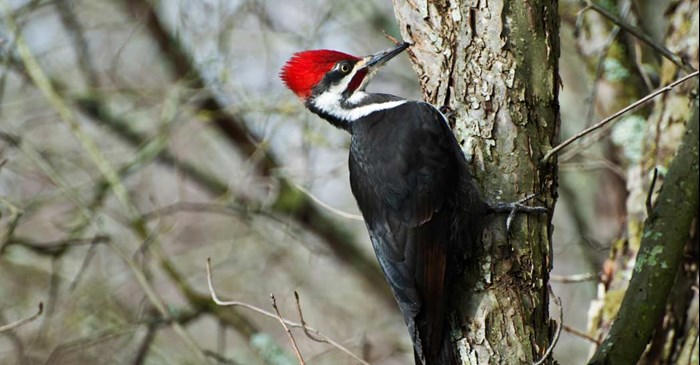 Pileated Woodpecker hammers a tree for insects.