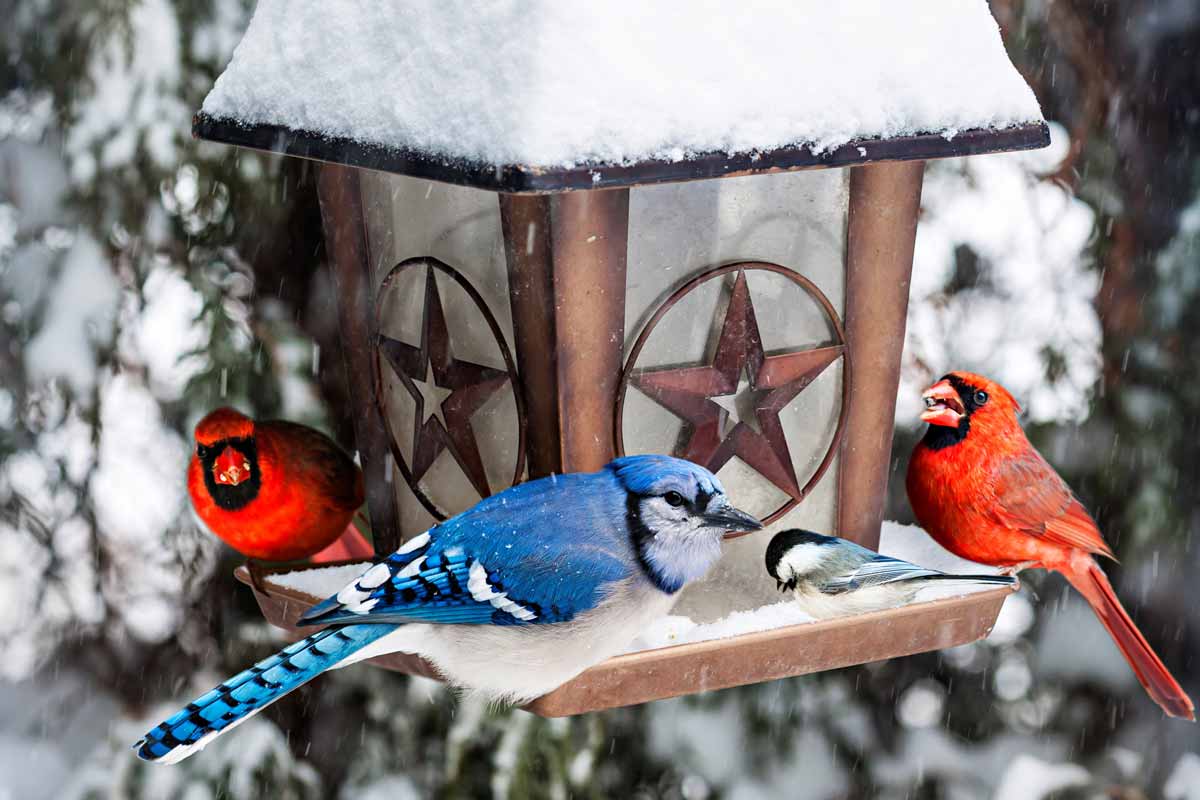 bird feeders cardinals blue jays