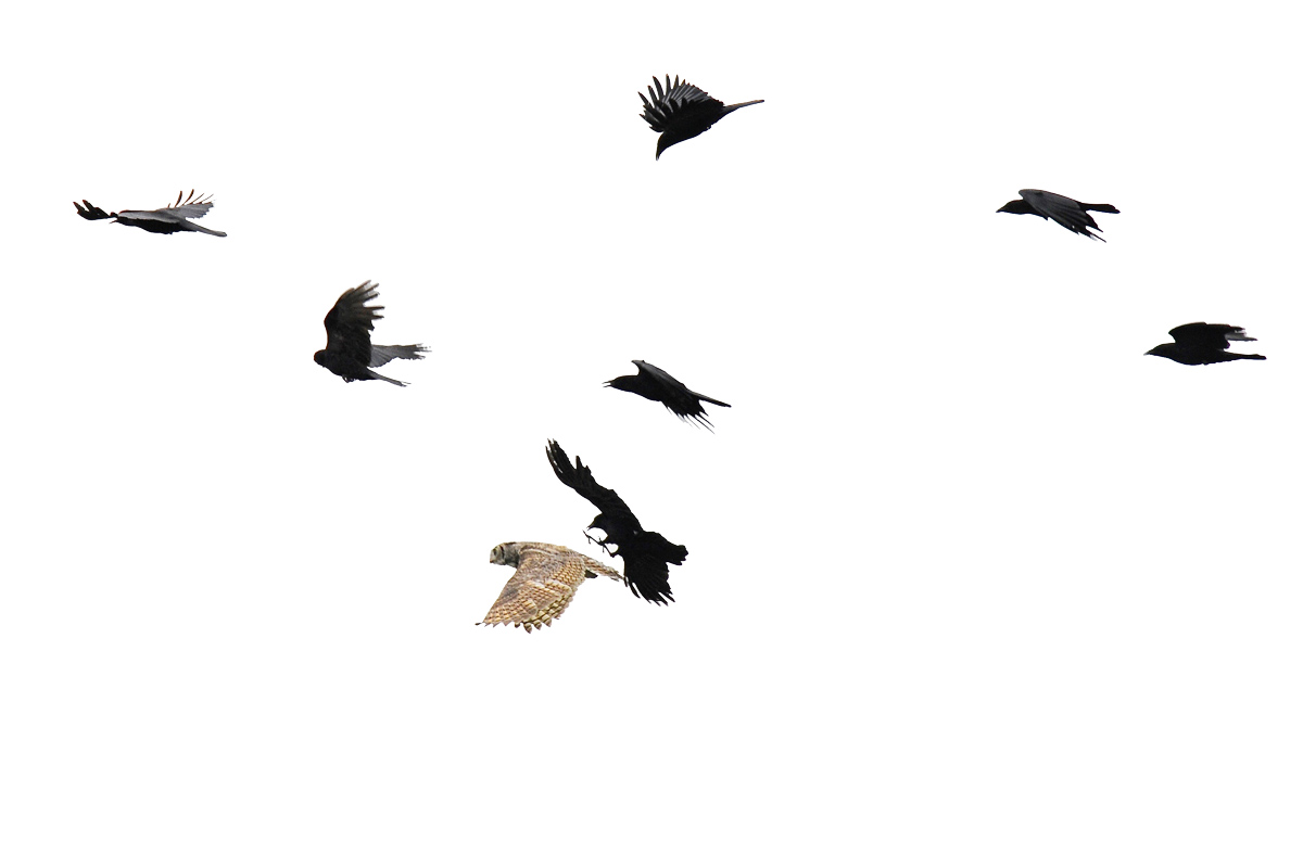 Flock of crows mobbing an owl