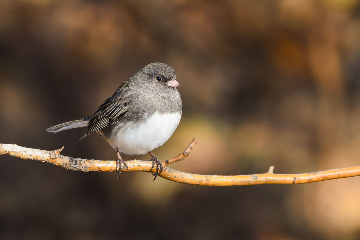Dark-eyed Junco