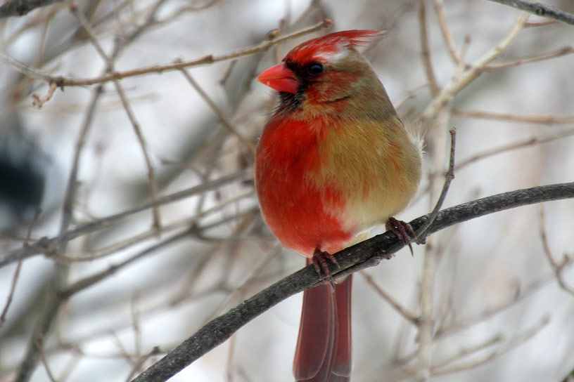 Rare Northern Cardinal with both male red and female tan feathers due to gynandomorphism.