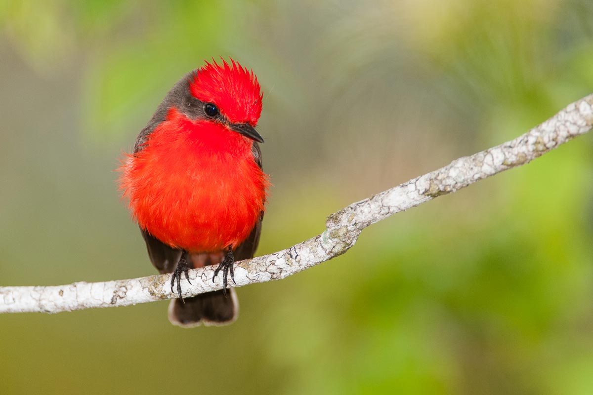 Vermilion Flycatcher