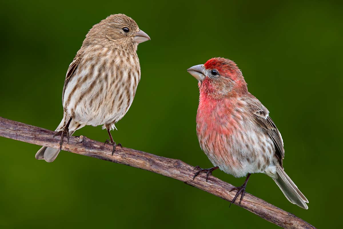 Male and female house finches