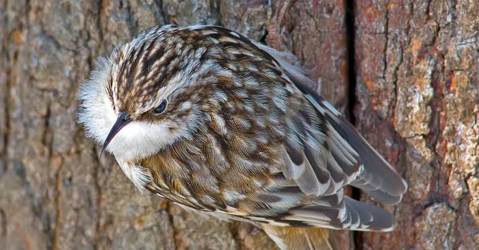 The Brown Creeper is a bird that is easily camouflaged 