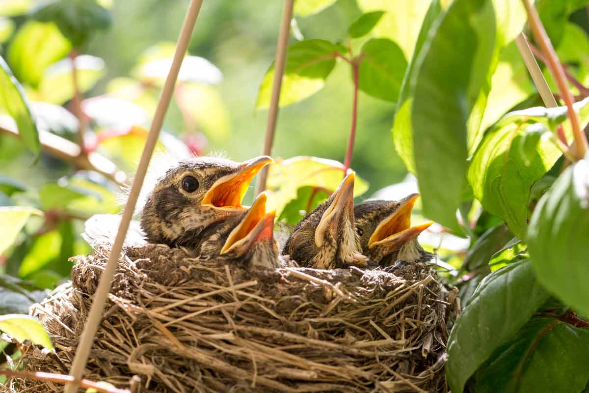 Bird Nesting Stages  Lyric Wild Bird Food