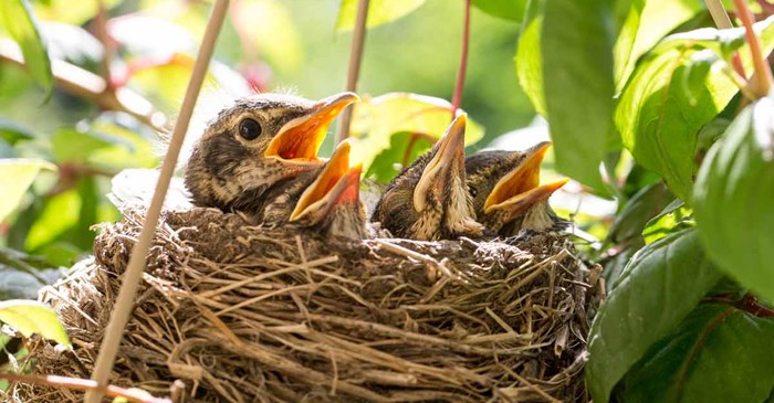Baby robins