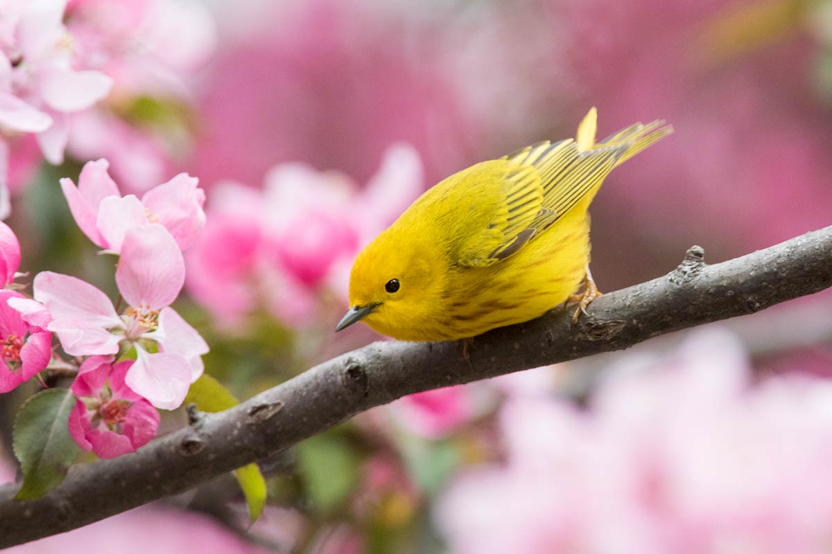 5 Spring Birds to Watch For | Lyric Wild Bird Food