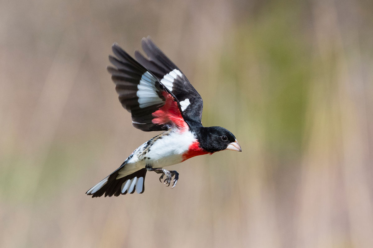 Rose-breasted Grosbeak in flight