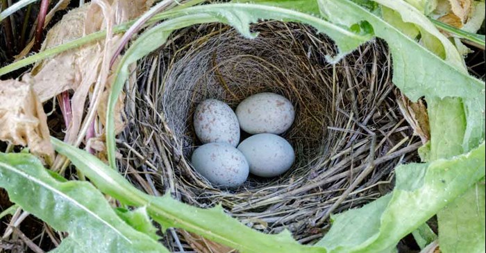 Dark-eyed Junco eggs in nest