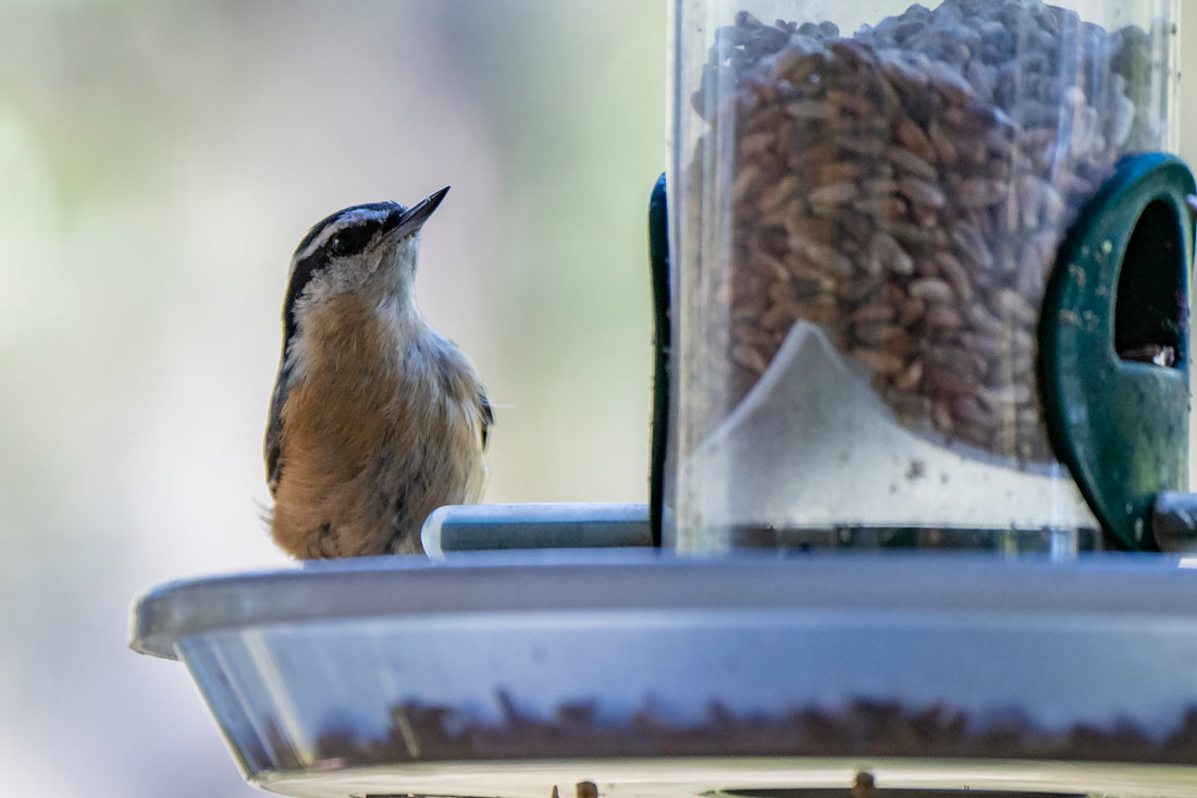 which birds like safflower seeds