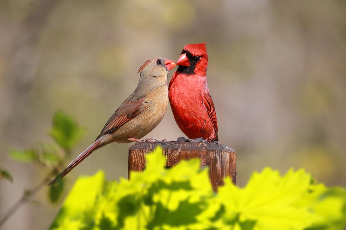 A pair of Northern Cardinals feed each other.