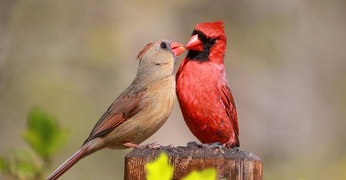 A pair of Northern Cardinals feed each other.