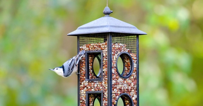 Nuthatch on feeder filled with Lyric Delite No Waste Mix