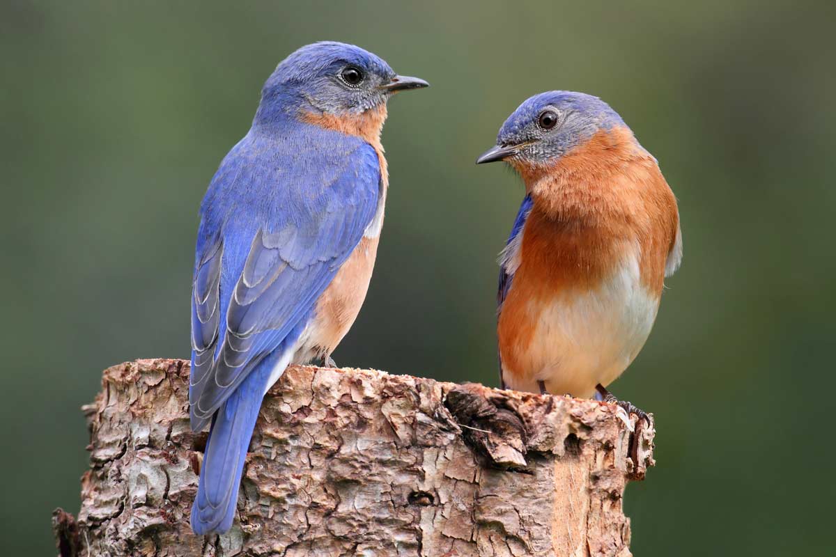Eastern bluebird pair