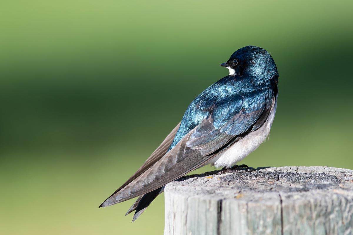 Tree Swallow