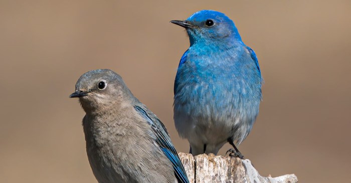 Mountain bluebird pair
