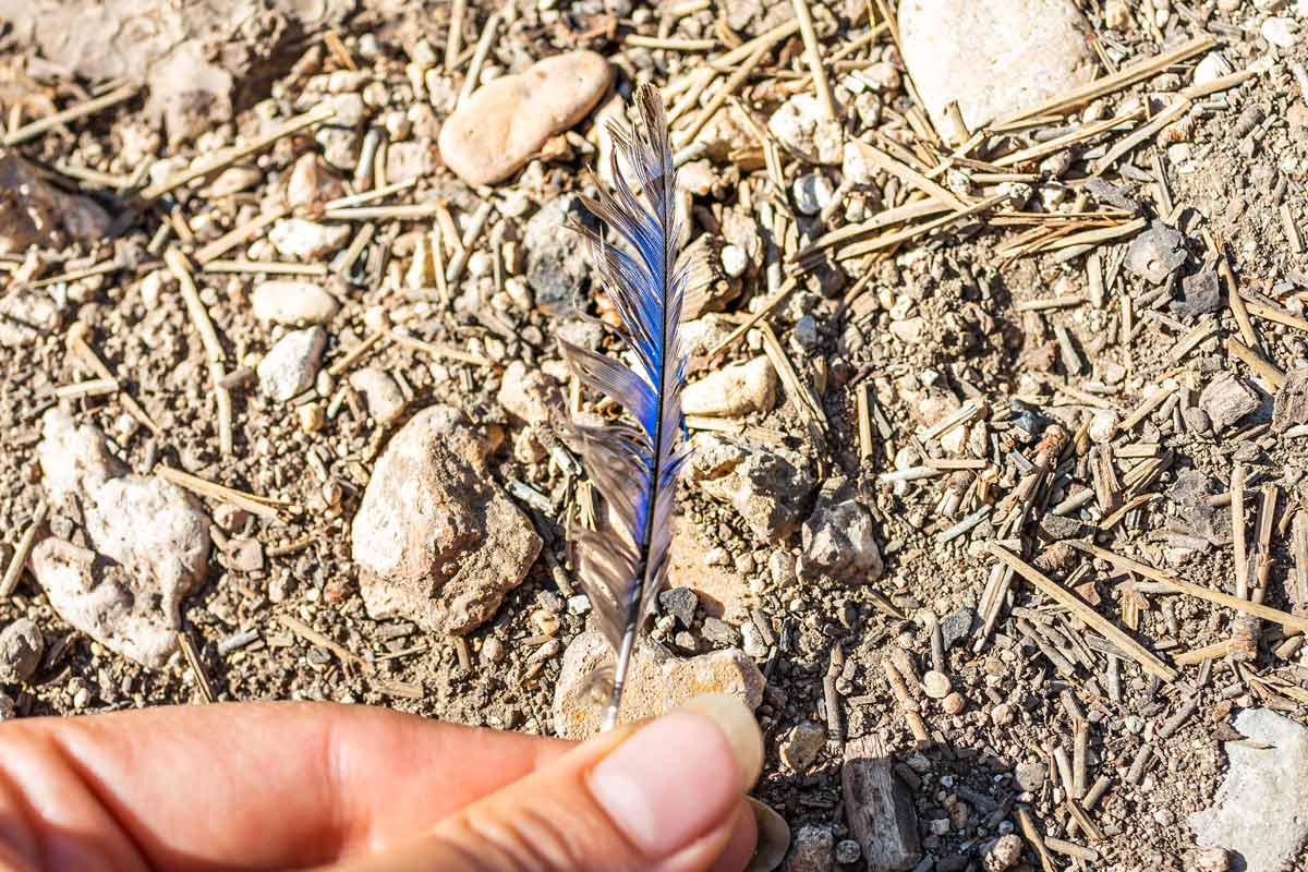 Blue jay feather