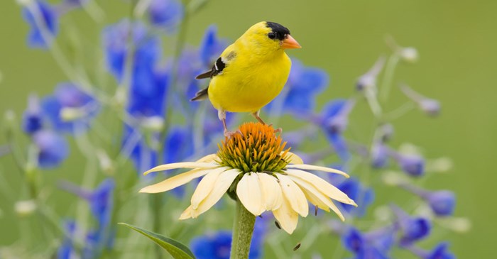 American Goldfinch on a coneflower